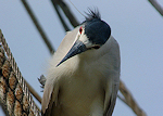 Galveston Birds 2 (August 3, 2008)